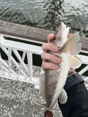 Menticirrhus