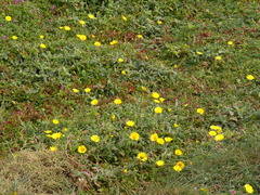 Calendula suffruticosa