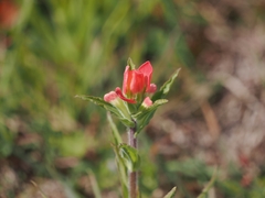 Castilleja indivisa