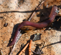 Lumbricidae