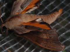 Coequosa australasiae
