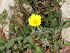 Calendula suffruticosa