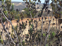Leucadendron procerum