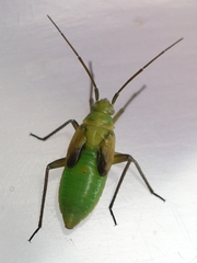 Stenotus binotatus
