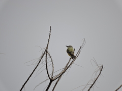 Tyrannus melancholicus