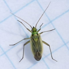 Stenotus binotatus