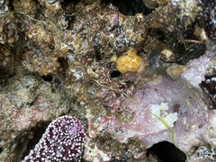 Aplidium californicum