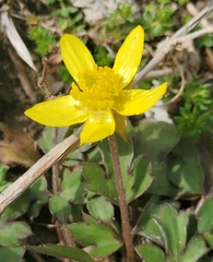 Ranunculus fascicularis