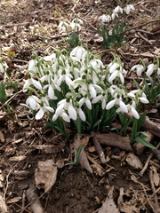 Galanthus nivalis