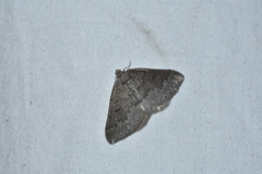 Aleucis distinctata