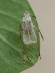 Stenotus binotatus