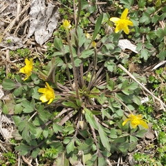 Ranunculus fascicularis