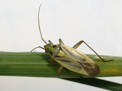 Stenotus binotatus