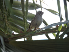 Spizella pallida