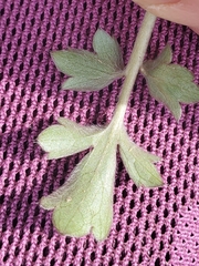 Ranunculus fascicularis