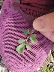 Ranunculus fascicularis