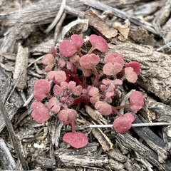 Pterostegia drymarioides