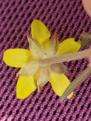 Ranunculus fascicularis