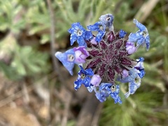 Salvia columbariae