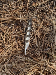 Accipiter