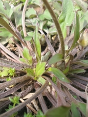 Ranunculus fascicularis