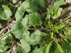 Ranunculus abortivus