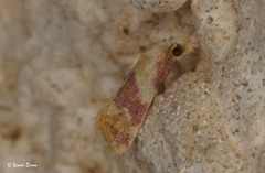 Diceratura ostrinana