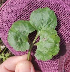 Ranunculus abortivus