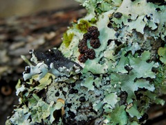 Tremella parmeliarum