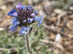 Salvia columbariae