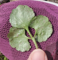 Ranunculus abortivus