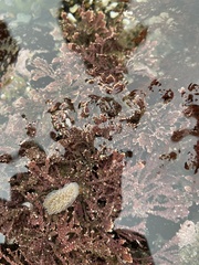 Aeolidia