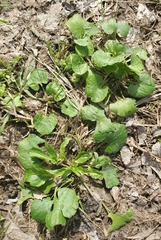 Ranunculus abortivus