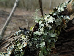Tremella parmeliarum