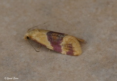 Diceratura ostrinana