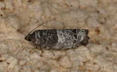 Notocelia trimaculana