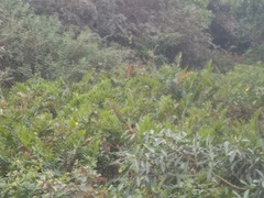 Acrostichum danaeifolium