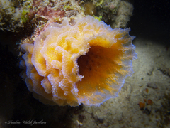 Callyspongia plicifera