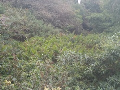 Acrostichum danaeifolium