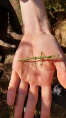 Acanthoxyla geisovii