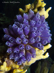 Clavelina puertosecensis