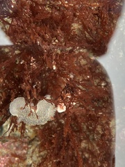 Acanthodoris nanaimoensis