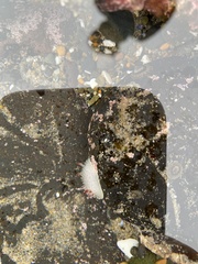 Acanthodoris nanaimoensis