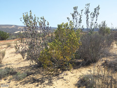 Leucadendron procerum