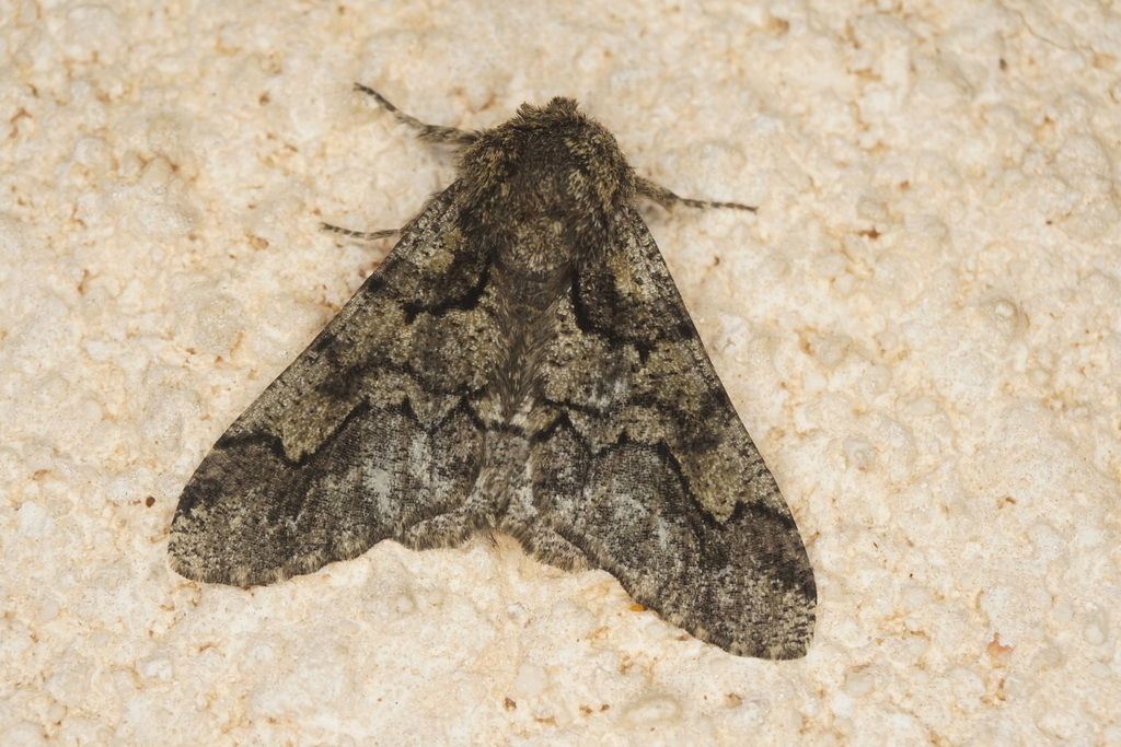 Biston achyra