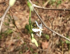 Wrightia tinctoria