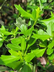 Baccharis glomeruliflora