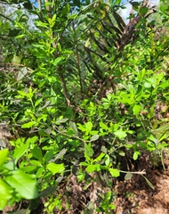 Baccharis glomeruliflora