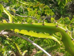 Selenicereus triangularis