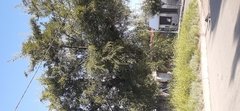 Celtis tala